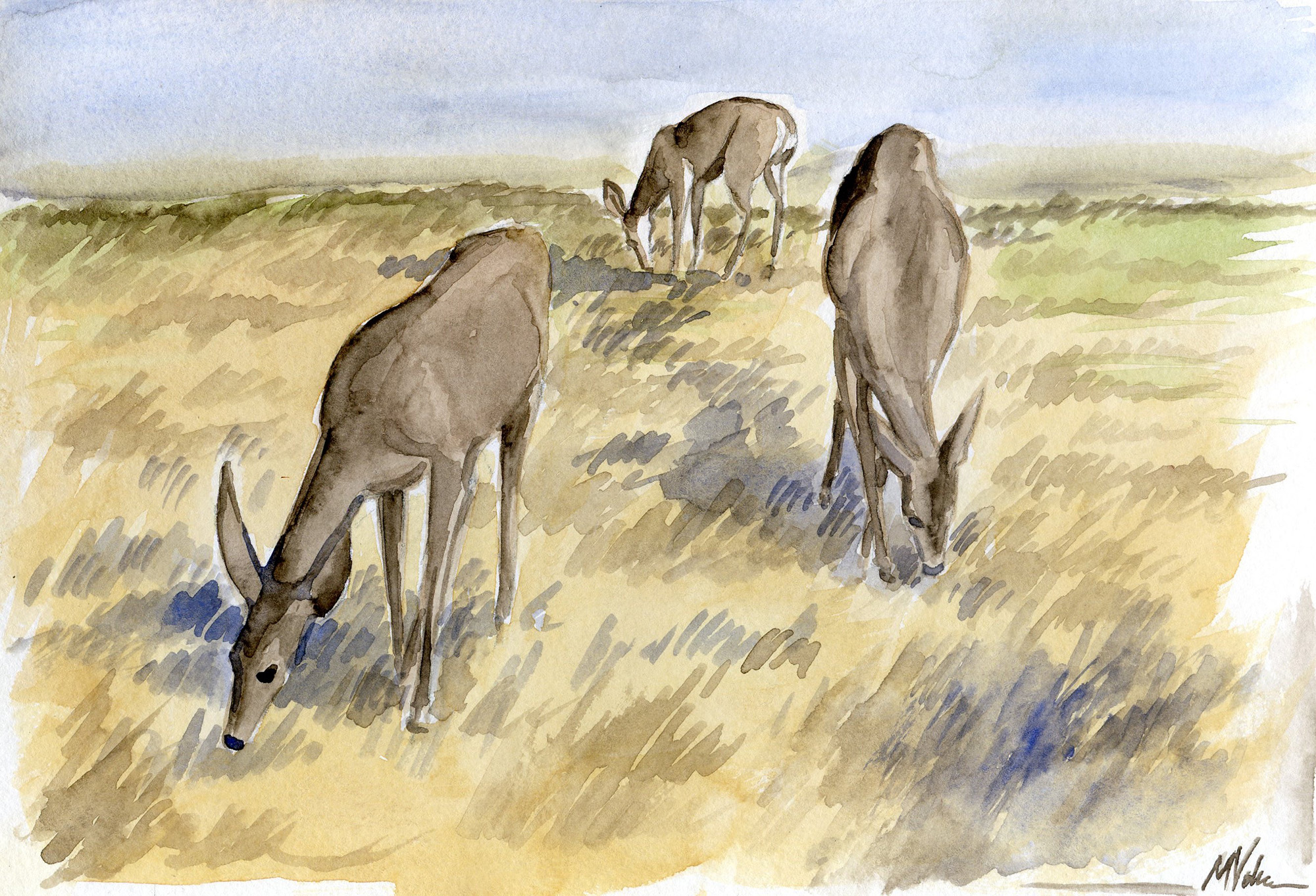 Deer